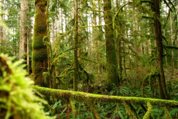 Bemoste bomen bij Vancouver